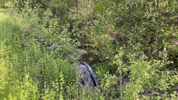 Le lit du ruisseau, entouré de végétation.