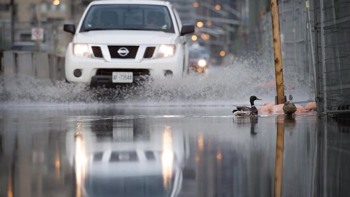Des canards nagent dans la rue inondée, alors qu'un véhicule approche.