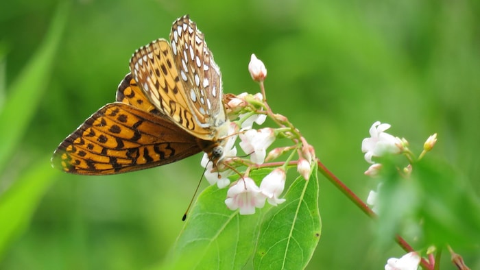 un papillon de couleur jaune sur une plante