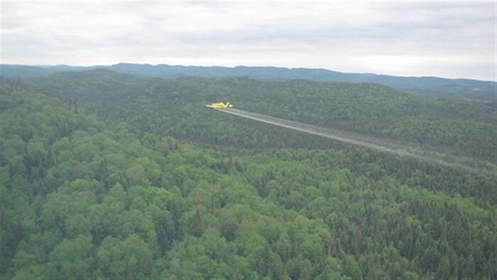 La SOPFIM procède à la pulvérisation aérienne d'insectide biologique sur la forêt commerciale du Québec.