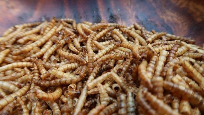 Manger des insectes comestibles: Entre peur et normalité. - Fourmidables