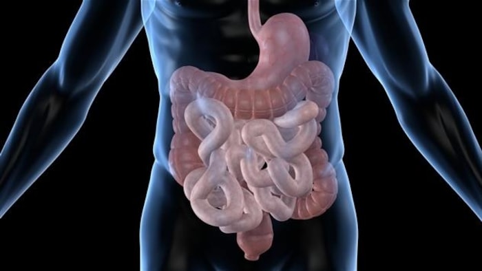 Illustration d'un intestin humain.