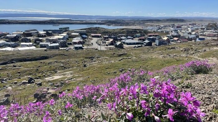 Au premier plan, des fleurs sauvages. Au loin, les maisons et bâtiments d'Iqaluit et la mer.