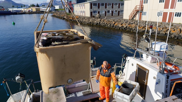 Déchargement de la cargaison au retour de la pêche dans le port de Dalvi.