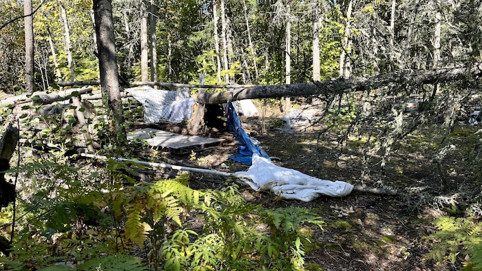 Ce qui semble être des couvertures dans le bois.