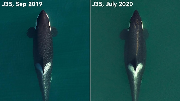 Deux images du même orque côte à côte