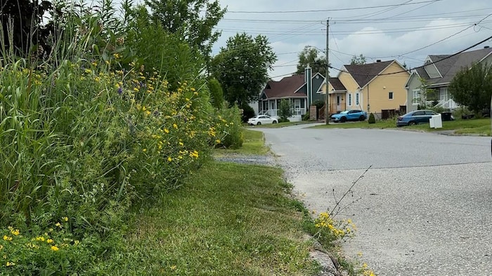 Une bande d'herbe courte sépare le terrain de la rue.