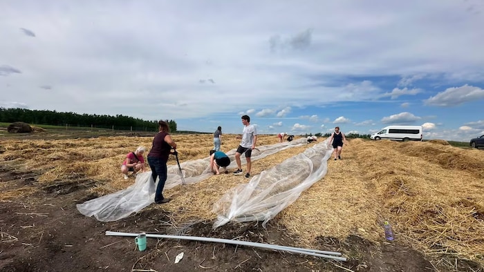 Des membres de la Nation crie d’Onion Lake travaillent dans ce potager cultivé selon la méthode sans labour.