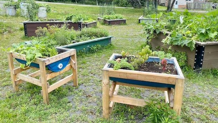 Des bacs en bois avec des plantes.