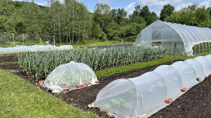 Un jardin au soleil avec une serre.