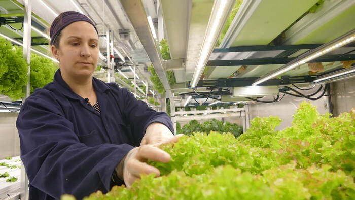 La coordonnatrice en durabilité du Centre d'études nordiques de Churchill, Carley Basler, inspecte des aliments au sein du jardin hydroponique de l'organisme.