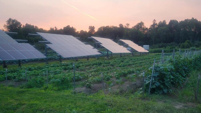 Des panneaux solaires près d'un jardin cultivé.