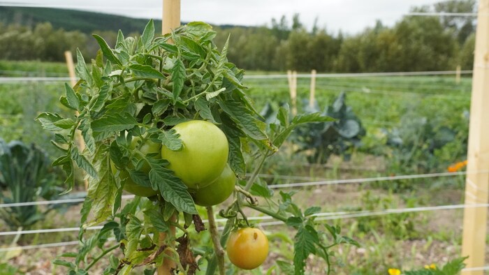 Un plant de tomate dans un jardin.