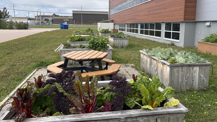 Des petits jardins sur les espaces d'une école.