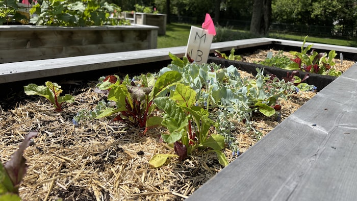 Un plant cultivé dans un jardin solidaire de Sherbrooke.