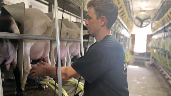 A farmer milks his goats.