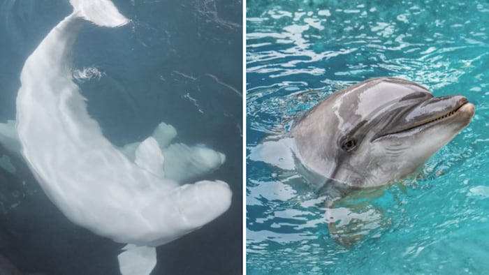 Montage-photo de deux bélugas et d'un dauphin.
