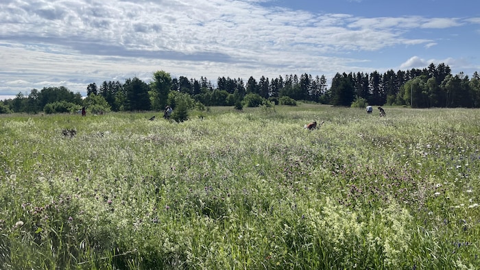 des jeunes plantent des arbres dans un champ