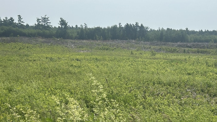 Grand plan d'un champ en été.