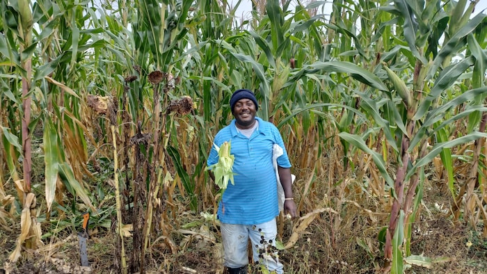 Jonathan Busiku, agriculteur de McGregor dans son champ de maïs.
