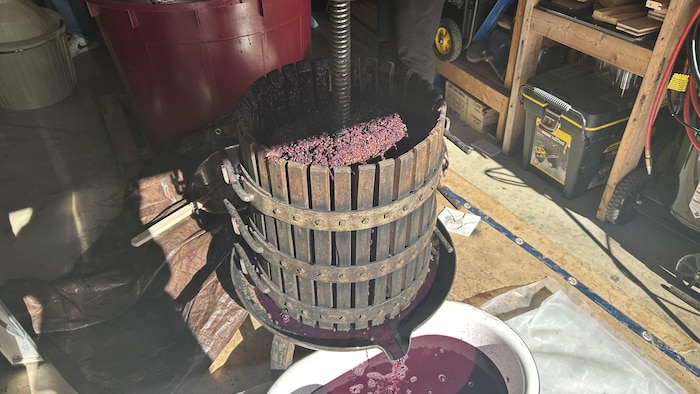 Du jus de raisin rouge s'écoule d'un pressoir traditionnel en bois vers une bassine blanche.