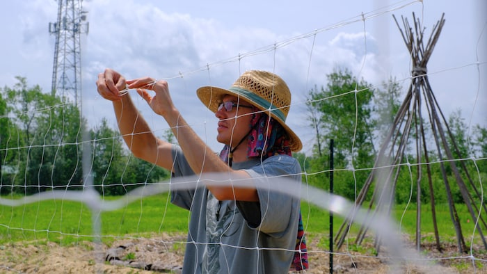 Tekarahkwake Deom installe des filets dans un champ de maïs.