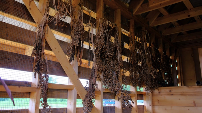 Des plants de tabac séchés dans un bâtiment en bois.