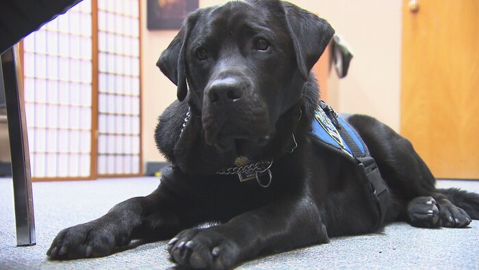 Kanak, le chien de soutien du Service de police de Sherbrooke