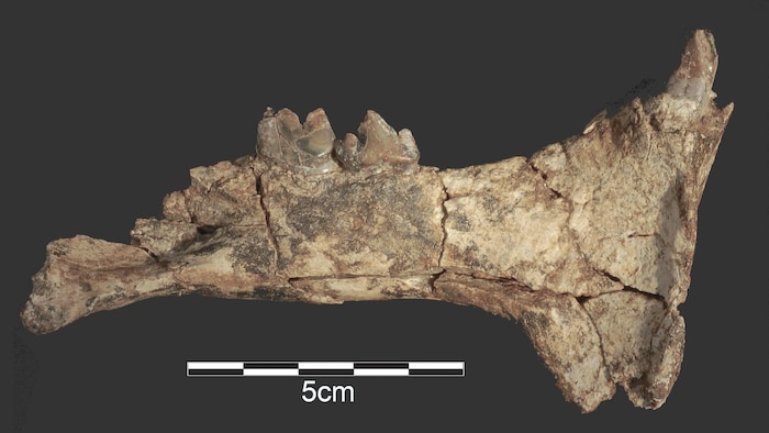 Le fossile d'une mâchoire de félin à dents de sabre (Megantereon) découvert sur le site de Nyayanga, dans le sud-ouest du Kenya. 