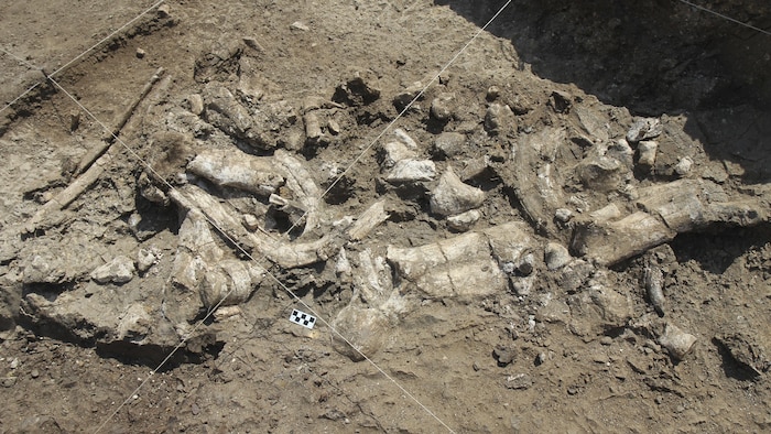 Un squelette fossilisé d'hippopotame et des artefacts ldowan associés sur le site de Nyayanga.