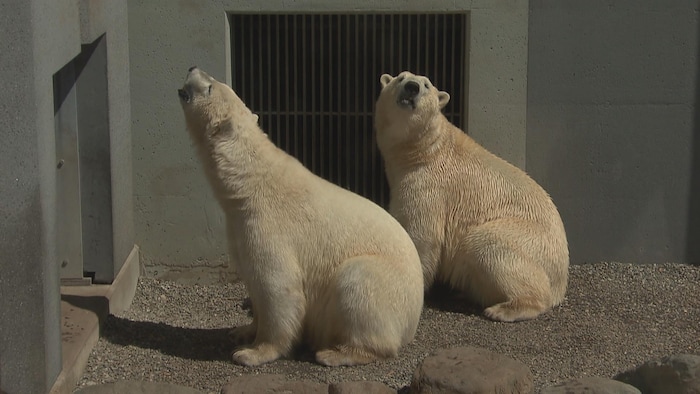 Les ours blancs Kinuk et Shouka dans leur enclos à l'Aquarium du Québec. 