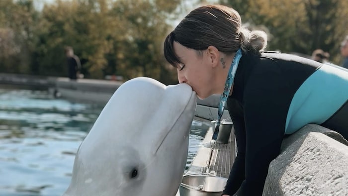 Kristy Bergess donne un bec à un béluga.