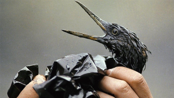 Un oiseau couvert de pétrole, après la catastrophe.