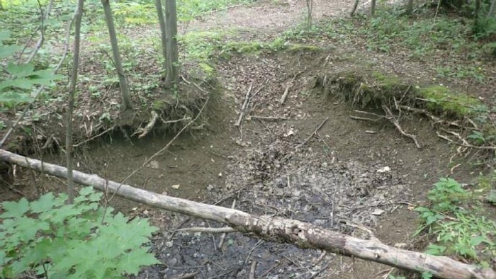Un sol partiellement érodé dans un secteur boisé. Les racines de certains arbres sont à nu.