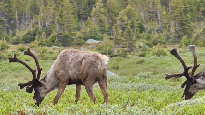 Deux caribous broutent dans une clairière.