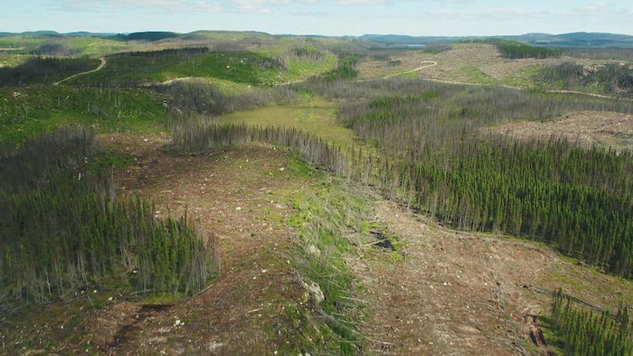 Photo aérienne de grandes coupes forestières sur le territoire autochtone de Pessamit.
