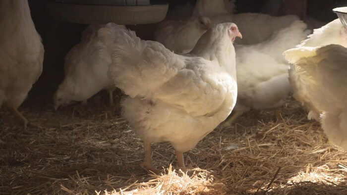 Des poules Chantecler dans un poulailler.