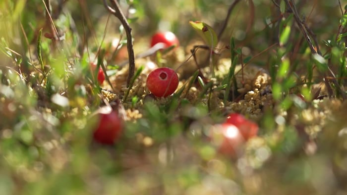 Plan rapproché de petits fruits de la canneberge.