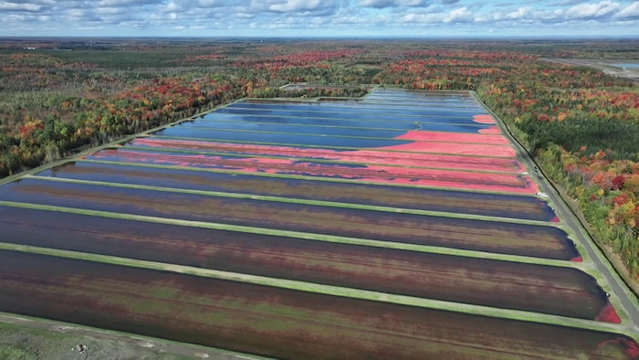 Un champ de canneberges inondé, dont les fruits flottent à la surface.