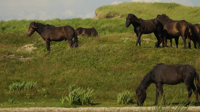 Un groupe de chevaux sauvages sur une butte verdoyante.