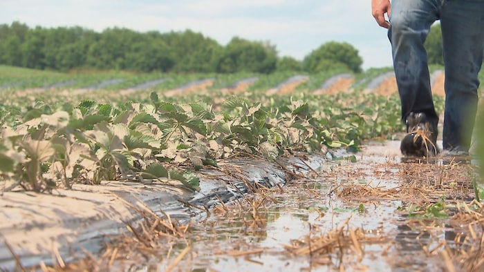 Des plants de fraises dans l'eau.