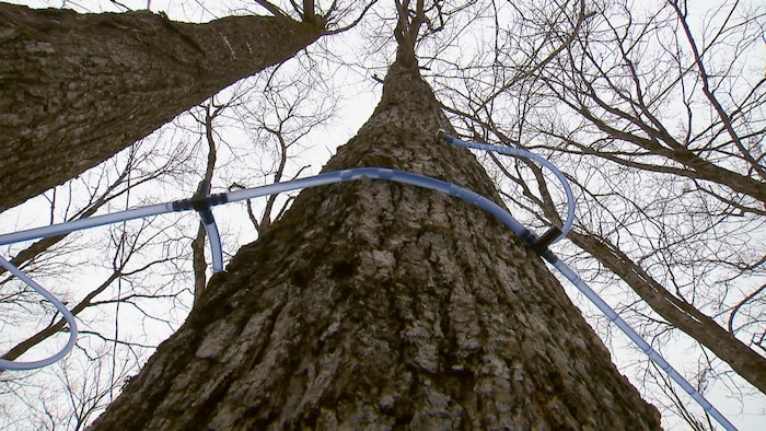 Vue en contre-plongée de tubulures sur des érables.