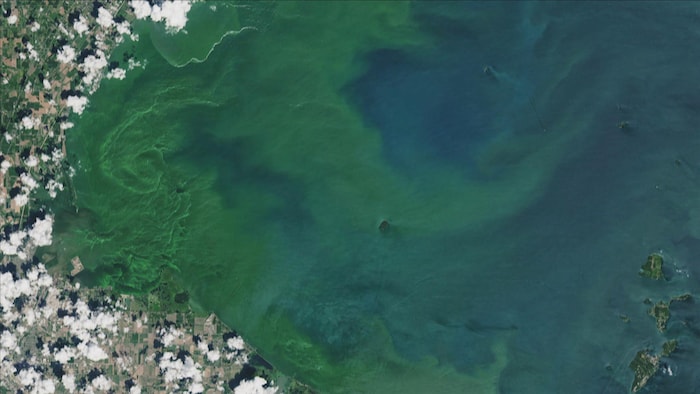 Des algues bleu-vert dans le lac Érié.
