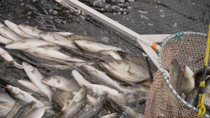 Des bars rayés qui ont été pêchés
