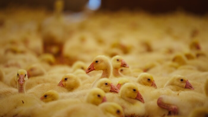 Des petites oies dans un élevage.