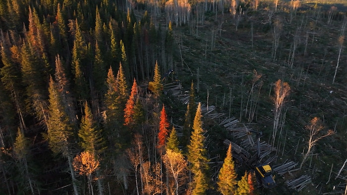 Vue aérienne de travaux lors d'une coupe forestière en automne.