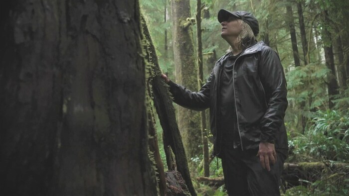 البروفيسورة سوزان سيمارد تتفحص شجرة في غابة.
