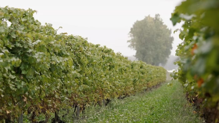 Un rang de vignes dans un vignoble.