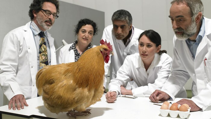 Un groupe de scientifiques observe un poulet dans un laboratoire.