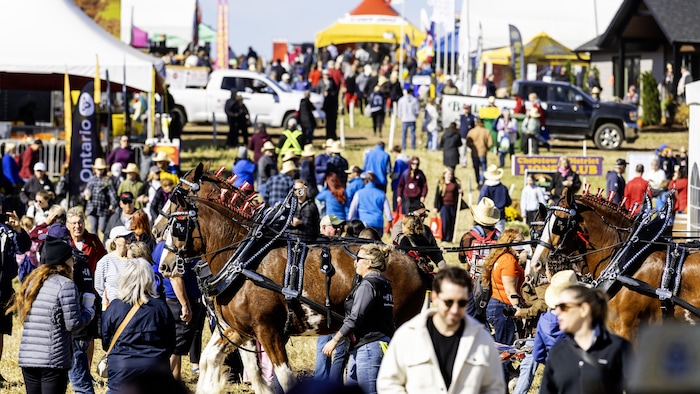 Des chevaux au trot lors du défilé du Concours international de labour 2026 à Walkerton, en Ontario, le mardi 22 septembre 2026.